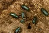 Spruce Bark Beetle - 2.jpg