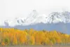 FALL MEETS WINTER