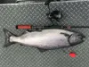 ​A typical-sized king salmon caught with bait fromt the Eklutna Tailrace/Knik River Fishery