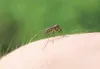 ROBERT DeBERRY/Frontiersman There are about 3,500 species of
mosquitoes, with about three dozen found in Alaska.