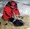 Veterinarian Richard Long checks the heart rate of one of Martin
Buser's dogs shortly after Buser and team arrived in McGrath last
Tuesday evening. Photo by TIM BRODT/Frontiersman.