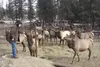 Wick Sunderland tries to coax elk to the fence Friday at Sunderland Ranch in Palmer. The ranch is one of the featured stops in a new farm tour business created by former Alaska Farmland Trust