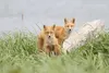 Red fox kits stand in the tall grass on St. Matthew Island in July of 2019. Alaska has recorded its first fox infected with highly pathogenic avian influenza, and the wildlife veterinarian wi