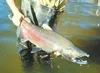 Finite hatchery space and the high cost of raising Chinook and coho salmon smolts severely limiting the opportunity to rebuild Mat-Su fisheries to the levels achieved primarily through harves