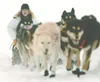AL GRILLO/Associated Press Five-time Iditarod champion Rick
Swenson of Two Rivers drives his dog team up a hill and out of the
Finger Lake checkpoint of the Iditarod Trail Sled Dog Race
Monda