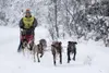 Mari Wood guides her team to a first-place finish in the 8-dog
event of a recent Montana Creek Dog Mushers Association race. Photo courtesy Ryan M. Brooks