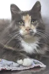 Adopt me