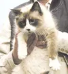 Be thankful, adopt me