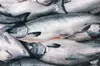 King or chinook salmon.
