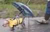 Bodhi Ray, a 2-year-old Yorkshire terrier owned by Lisa Kennedy of Wasilla, sports a raincoat and umbrella leash to fend off the elements. Intermittent showers did little to dampen the turnou