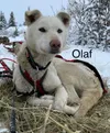 Iditarod musher Dallas Seavey's dog, Olaf, was killed in an accident that involved a snowmachine. Courtesy of the Dallas Seavey Facebook page