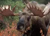 Moose