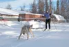 Instructor Kirsten Ballard shows students how she and her
11-year-old sled dog, Indy, skijor around a short loop at The
Better Companion Feb. 5. Ballard served as instructor for a North
Ameri