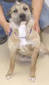 I pity the fool who don't adopt me!