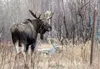 A Wasilla woman may have been killed by a moose in her yard on Sunday, authorities say. Frontiersman.com