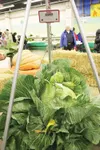 Photo courtesy Alaska State Fair Steve Hubacek’s world-record
cabbage weighs in at 125.9 pounds.