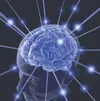 Brain