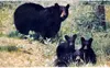 Wikimedia Commons stock photo of black bear with cubs.