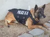 Wasilla Police Department K9 Marshal served the department well over the years. However, inoperable cancer forced the department to have the canine euthanized in April. The City of Wasilla an