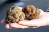 Truffles are seen at the Aups truffles market, southern France. The prized delicacy sells for more than $1,000 per kilogram (2.2 pounds). (AP Photo/Claude Paris, File)