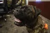 Sweetface "Nyx" Shelton, a therapy dog, attends an Alaska National Guard meeting after being awarded the Alaska Commendation Medal, Mar. 18, 2021, at Joint Base Elmendorf-Richardson, Alaska. 