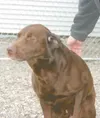 Totally adoptable