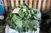 This 138.25-pound cabbage grown by Scott Robb set a new world record at the 2012 Alaska State Fair Gaint Cabbage Weigh-Off. ROBERT DeBERRY/Frontiersman.com