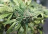 Marijauna Plant Frontiersman.com