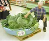 Frontiersman file photo Gene Dinkel shows off his 98 1/2-pound
cabbage. Being a Dinkel is almost a prerequisite to winning the
Alaska State Fair Giant Cabbage Weigh-Off. The Dinkels have
comb