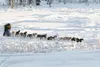 Photo courtesy of MCDMA/Diana Haecker Seward musher Daryl
Hollingsworth races to the finish line with his 14-dog team on Dec.
13. Hollingsworth won the open class in the first point races of
