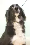 Adorably adoptable