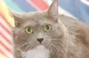 Pet Tails: Mitsy