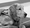 Rudder, the CMS service dog. Submitted photo.