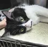 Stache is a 2-year-old black and white, long hair male cat with unusual “mustache’ marking on face. Stache is very friendly, loves to stretch out and have his belly rubbed. He is sweet, gentl
