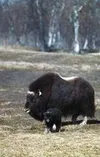 Palmer's Musk Ox Farm is one of the few places in the world
where musk ox can be viewed. Frontiersman file photo.