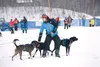 Rohn Buser prepares his team for the start of the Knik 200 Joe Redington Sr. Memorial Sled Dog Race. ROBERT DeBERRY/Frontiersman