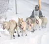 Klondike 300