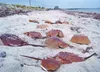 Horshoe crabs spawning on a beach. Courtesy photo