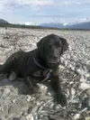 For the first five years of his life this dog, Cass, was chained
to a bed. (Photo courtesy Alaska Dog and Puppy Rescue)