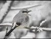 A northern shrike in John Wright's yard in Fairbanks. Courtesy photo/ John Wright