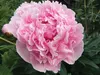 Peonies in the valley HEATHER RESZ/Frontiersman