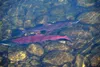 A rainbow trout and sockeye salmon swim in Cottonwood Creek last month. The Mat-Su Basin Salmon Habitat Partnership recently announced it had received $236,000 in grants to help with a variet