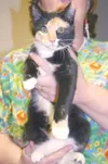 Calico-rific