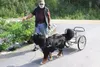 Bernese mountain dog draft trial set for Saturday, Sunday