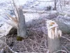 Snapped trees lay on the ground near where a contractor clearing trees for a private landowner accidentally set off a outage that left nearly 9,000 Matanuska Electric Association customers wi