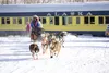 Martin Buser, wearing bib No. 4, is first to arrive at the Nenana Checkpoint during the 2015 Iditarod Trail Sled Dog Race March 9. BRIAN GEERDES/For the Frontiersman
