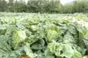 RUSSELL STIGALL/For the Frontiersman Mark Rempel, a Mat-Su
Valley farmer, has been growing vegetables, like the fine cabbages,
organically for about 20 years.