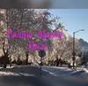 Palmer Buzz