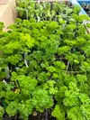 These parsley and basil starts are available at Bushes Bunches farm stand. Herbs and other starter plants can also be found at farm markets around the Mat-Su. Mark Kelsey/For the Frontiersman