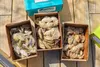 Pictured from left, Cherrystone Aqua-Farms oysters: Misty Points, Watch House Points and Chunus.